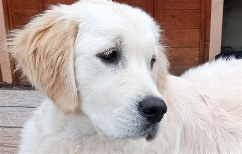 Los orígenes y la historia de la raza Golden Retriever