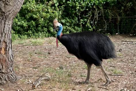 Discover The Amazing Flightless Birds Of Australia