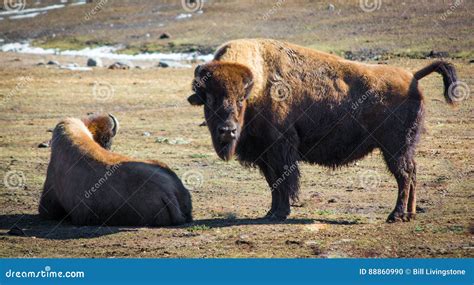 Canadian Wood Bison Relaxing in Field during Winter Day Stock Photo ...