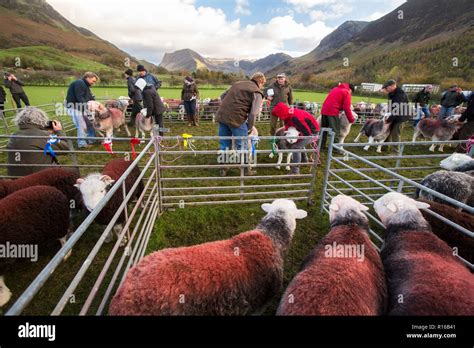 Herdwick Sheep At The Buttermere Shepherds Meet Buttermere Valley