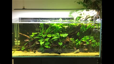 4ft Huge Fallen Log Aquascape Riparium And Some Beautiful Congo