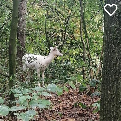 Seid ihr auch schon einmal auf diese außergewöhnlichen Tiere im Park