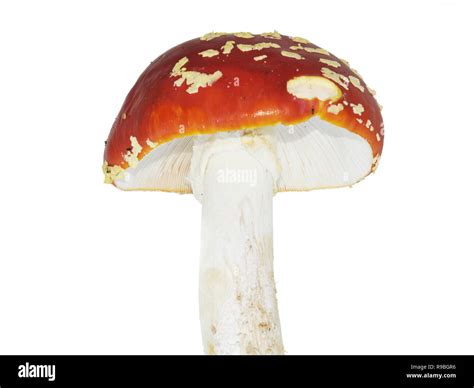 El agárico mosca roja seta Amanita muscaria aislado sobre fondo blanco