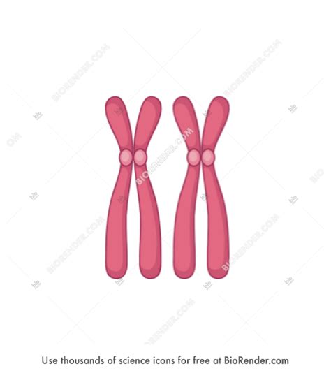 Free XX chromosomes Icons, Symbols & Images | BioRender