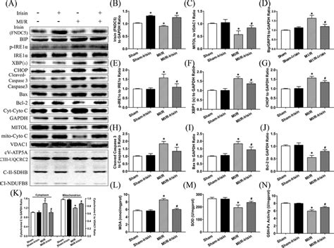 Irisin Treatment Increased MITOL Expression Reduced Cardiac ER Stress