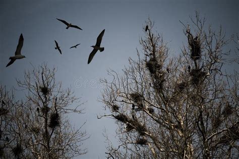 Scary Crows Stock Photo Image Of Halloween Creepy Birds 12688546