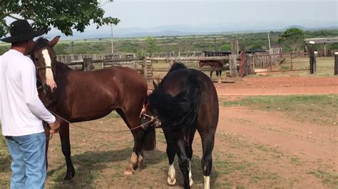 Cavalos Cruzando Guas