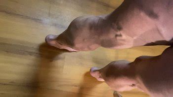 CALVES Videos And Porn Clips Clips4Sale