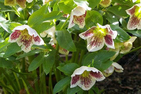 Helleborus x hybridus - Stock Image - B814/1536 - Science Photo Library