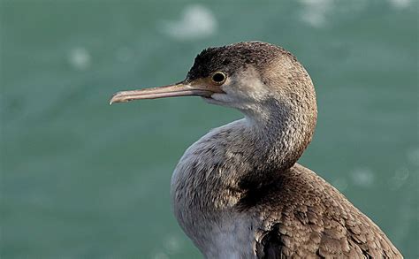 Spotted Shag Free Photo Rawpixel