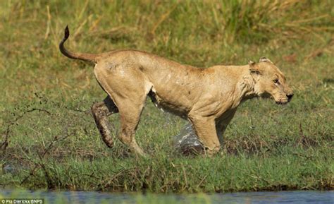 The fierce battle between lions and crocodiles