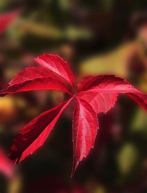 Blätter Rote Herbst Farben Kostenloses Foto auf Pixabay Pixabay