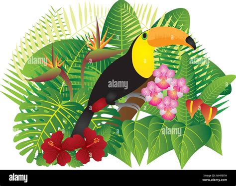 Bosque Tropical Jungle Plantas Con Hojas Y Flores De Aves Toucan Aislado Sobre Fondo Blanco