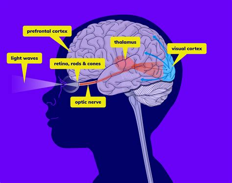 Eyes Connection To Brain Diagram Brain Eyes Stock Arteries A