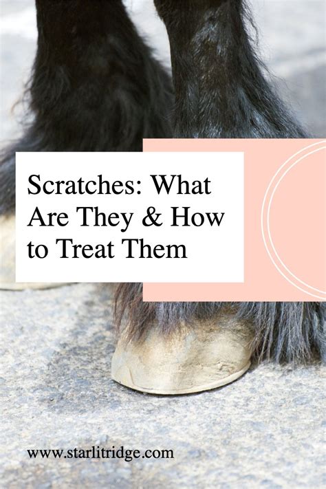 What causes scratches in horses plus the best treatment methods – Artofit