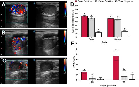 Frontiers Applied Use Of Doppler Ultrasonography In Bovine Reproduction