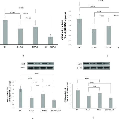 Vegf And Enos Mrna And Protein Levels In Cardiac Muscle A Vegf Mrna Download Scientific