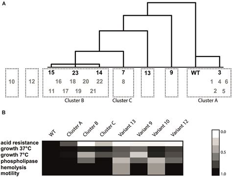 Frontiers Diversity Of Acid Stress Resistant Variants Of Listeria