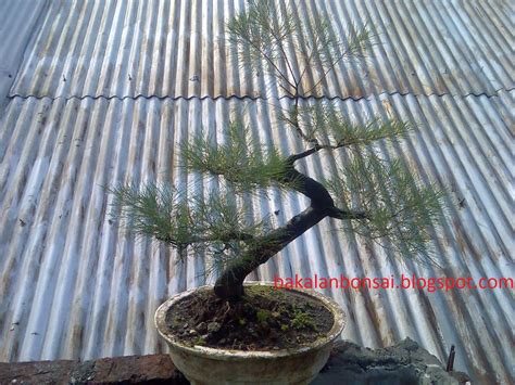 Gambar Bonsai Cemara Udang Juara Pulp