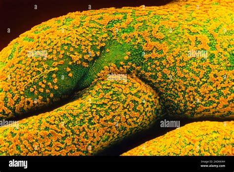 Fallopian Tube Surface Coloured Scanning Electron Micrograph Sem Of Inner Surface Folds Of A