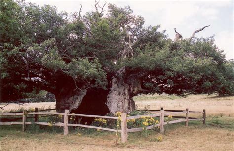 Queen Elizabeth Oak Easebourne Midhurst West Sussex Rother Valley