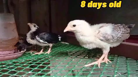 Pag Papabilis Sa Paglaki Ng Mga Sisiw Backyard Breeder Manok Panabong