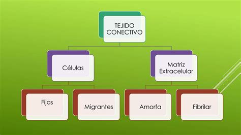 Tejido Conectivo O Conjuntivo Ppt