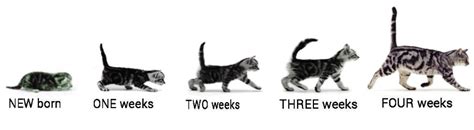 53 HQ Photos Cat Growth Chart By Age / Download the FREE Marsden Kitten Weight Chart! | Marsden ...