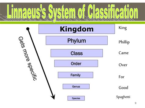 PPT TAXONOMY AND CLASSIFICATION PowerPoint Presentation Free