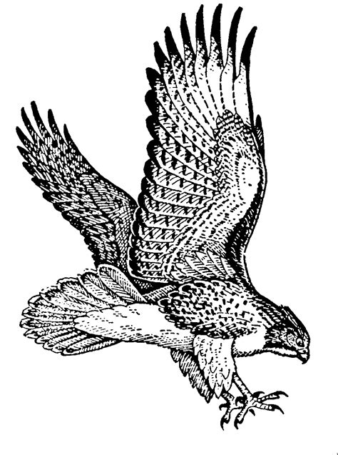 Flying Hawk Clipart Black And White