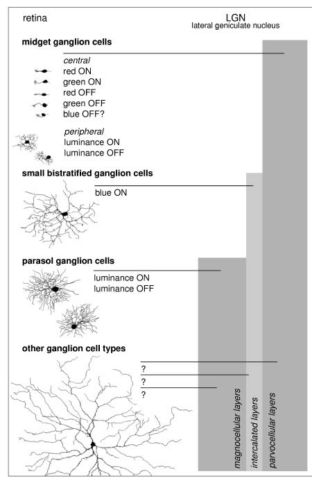 Examples of the morphology of some of the common ganglion cell types in ...