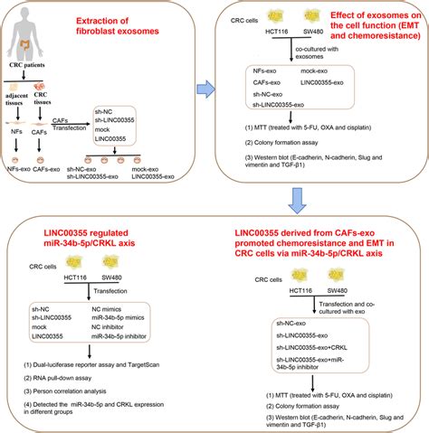 The Schematic Of Study Design Cancer Associated Fibroblasts Cafs Were