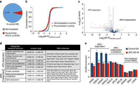 Distinct Rna Groups Are Targeted At Protrusions Through Apc Dependent