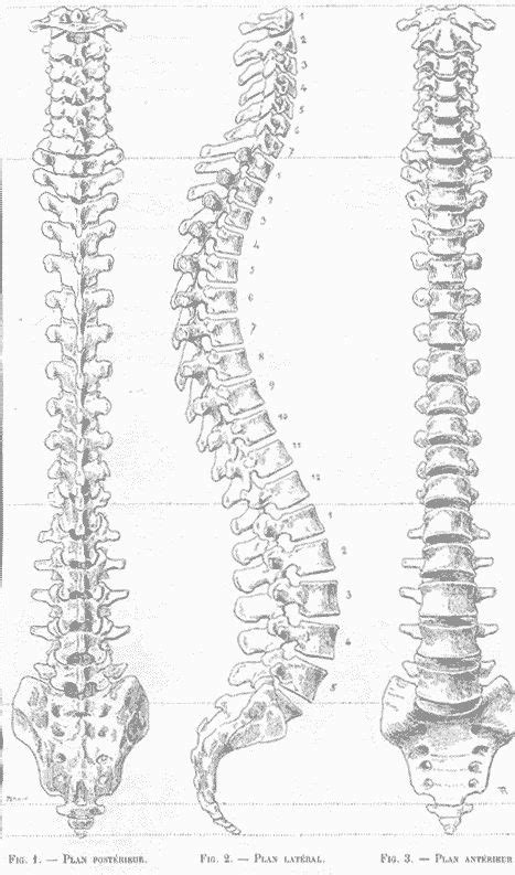 Colonne Vert Brale Anatomie Artistique Dessin Squelette Anatomie