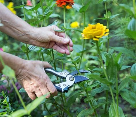 Far Durare A Lungo I Fiori Recisi Tutto Quello Che Cè Da Sapere