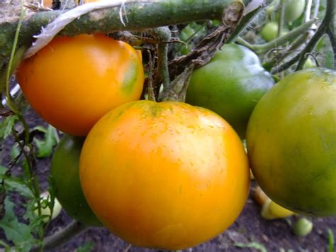 Томат Дей Хуанчи: описание сорта, отзывы, фото | tomatland.ru