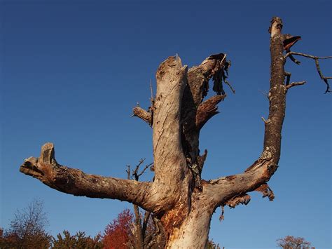 Baum Figur Holz Kostenloses Foto Auf Pixabay