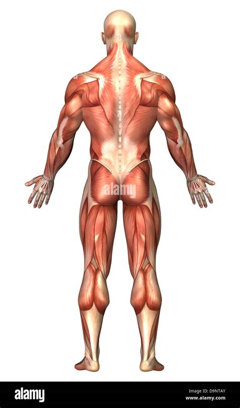 Muscle Chart Back View Body Muscle Anatomy Human Body Anatomy Human ...