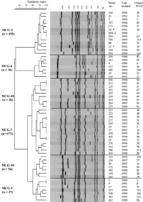 Dendrogram Of Representative Mrsa Isolates From Six Major Clonal Groups