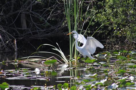 Precious Landing Photograph By Valia Bradshaw Fine Art America