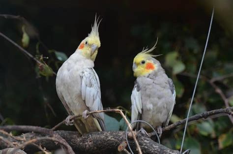 How To Stop Cockatiels From Mating Everything You Need To Know