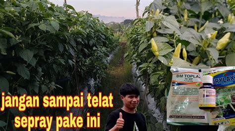 Cara Mengatasi Lalat Buah Dan Ulat Pada Cabai Youtube