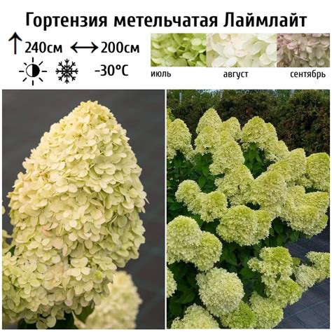 Гортензия метельчатая "Лаймлайт" купить саженцы в Москве: цены в ...