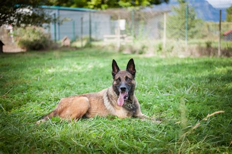 APAGI Dark CHIEN Berger Belge Malinois à la robe Fauve Charbonné