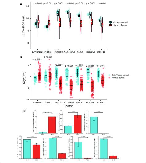 Rcc Biomarker Expression At The Transcript And Protein Level A