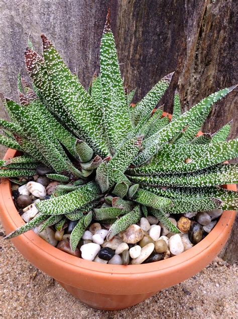 Gasteria Carinata Var Verrucosa Ea A Planting Succulents Cacti