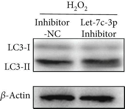 Let 7c 3p Attenuated The Autophagy In SRA01 04 Cells Under Oxidative