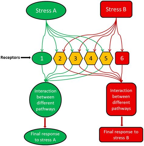 A Model Illustrating How Different Stresses Or Stimuli Could Activate Download Scientific