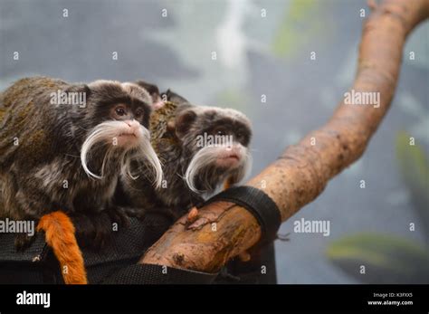 Emperor Tamarin with baby Stock Photo - Alamy