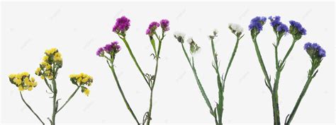 Statice Flowers Whiteback Purple Flower Plant Png Transparent Image